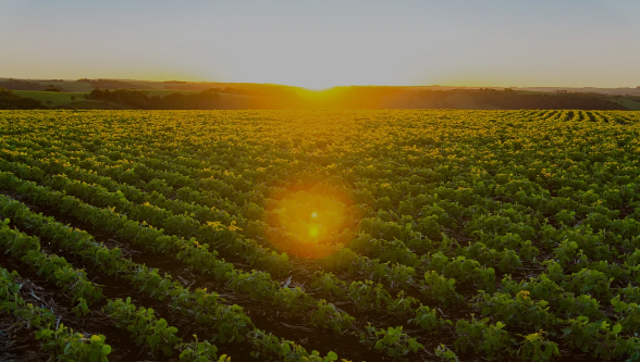 OP2B position paper on the vision for the future of agriculture in the EU